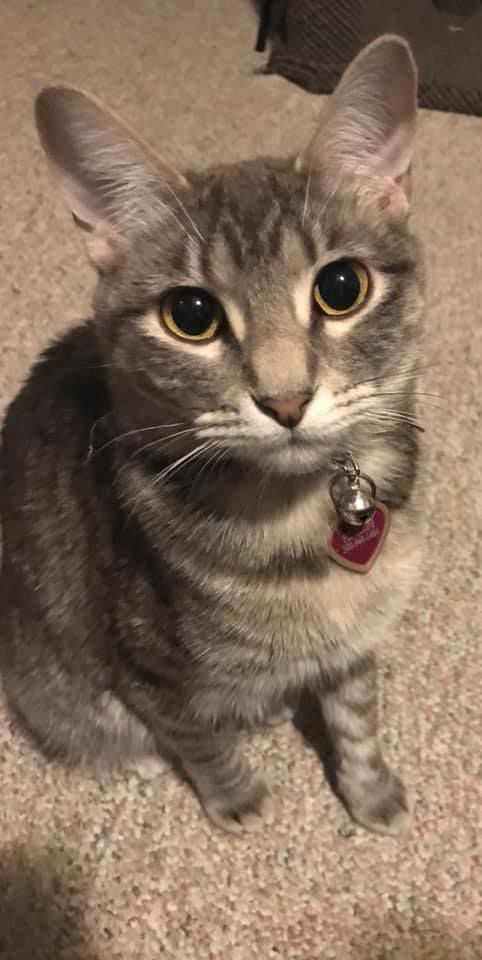 Penelope - Tawny Pemberton.jpg